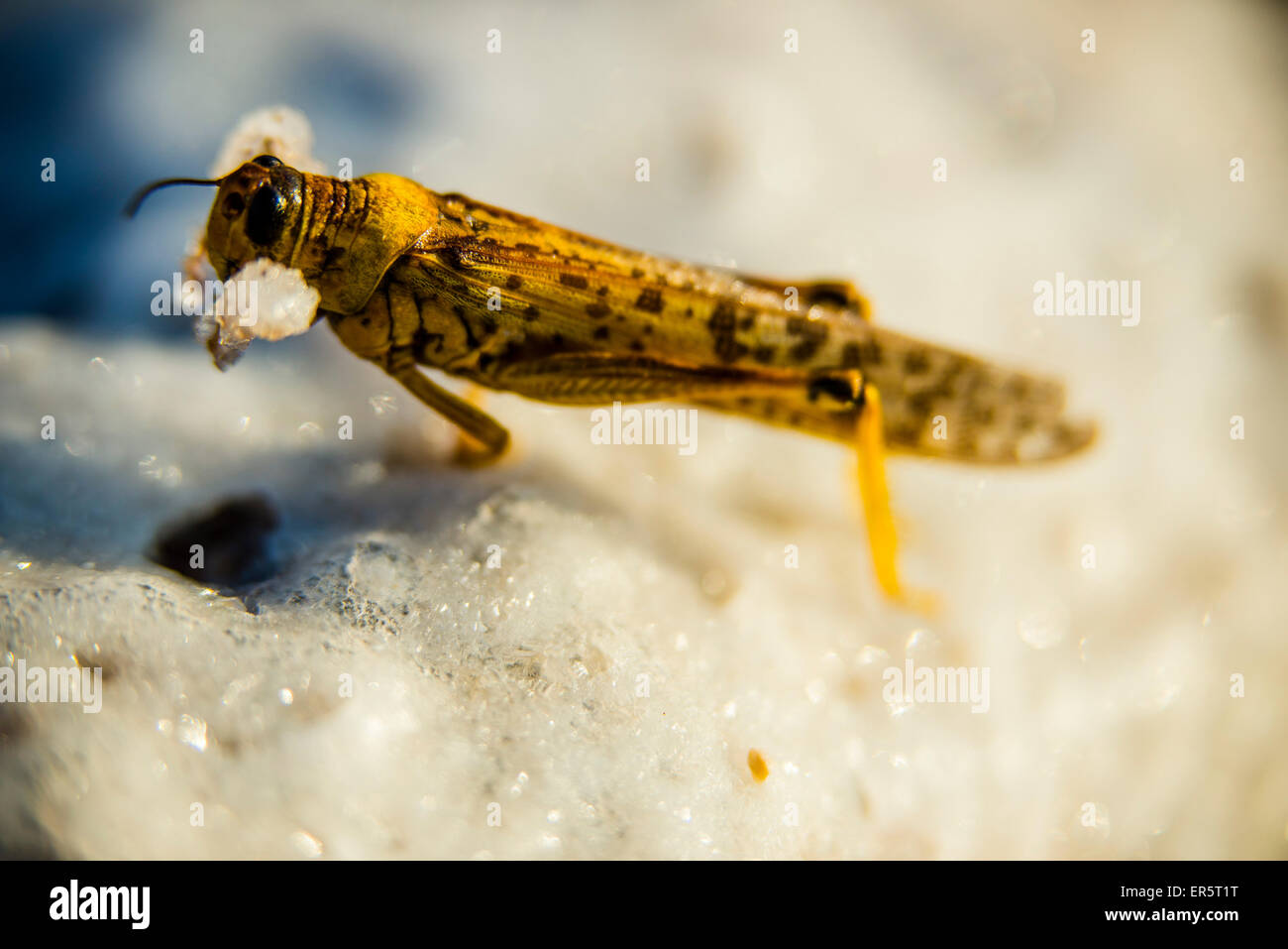 Salt-caked grasshopper, Dead Sea, Jordan, Middle East Stock Photo