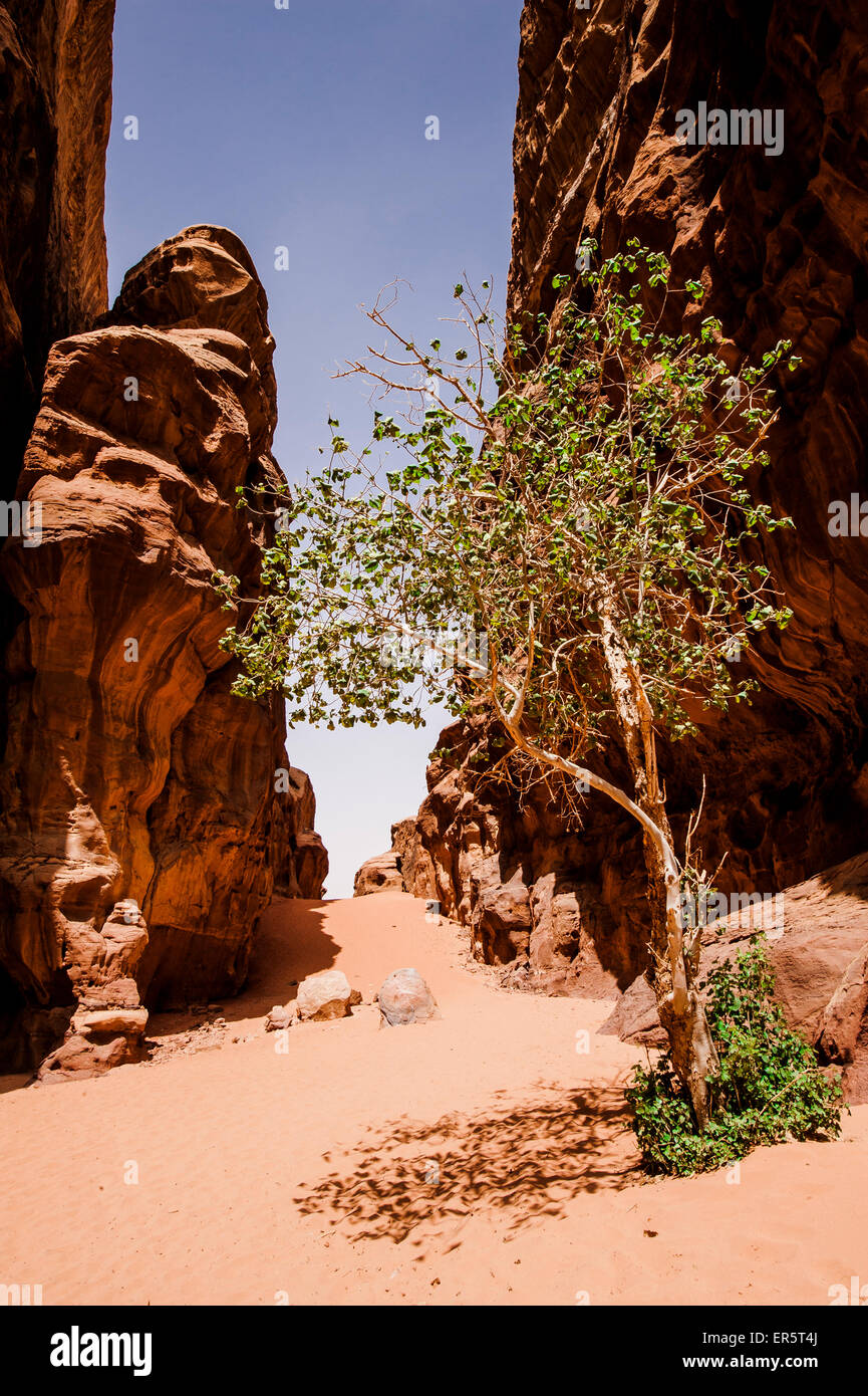 Deciduous tree in a gorge between rocks, Wadi Rum, Jordan, Middle East Stock Photo