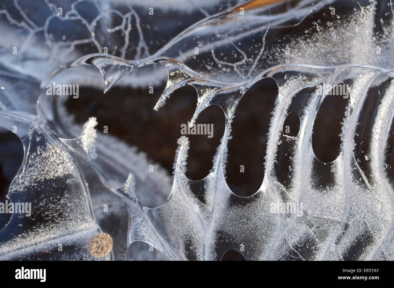 Bizarre ice form in the shape of teeth in a skull in a puddle in the woods, Hesse, Germany Stock Photo