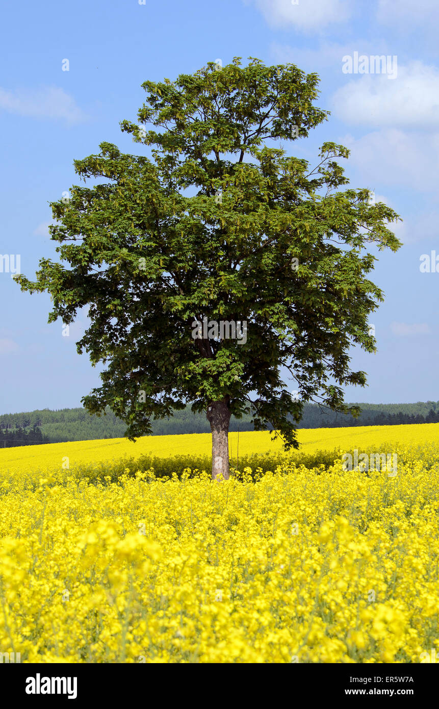 Tree in flourishing rapefield near Strassberg, Harz, Saxony-Anhalt, Germany, Europe Stock Photo