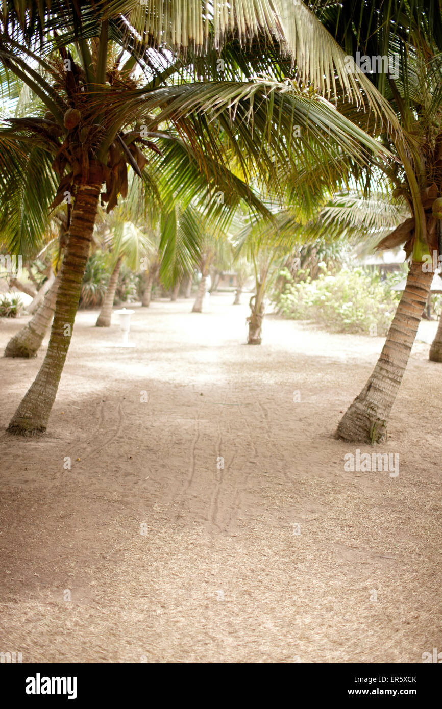 Path through palm trees, Grand-Popo, Mono Department, Benin Stock Photo