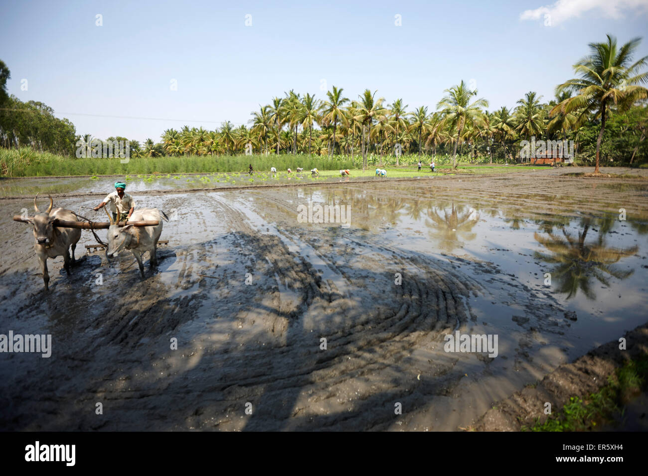 Ox plow on flooded rice field, Somanathapura, Karnataka, India Stock Photo