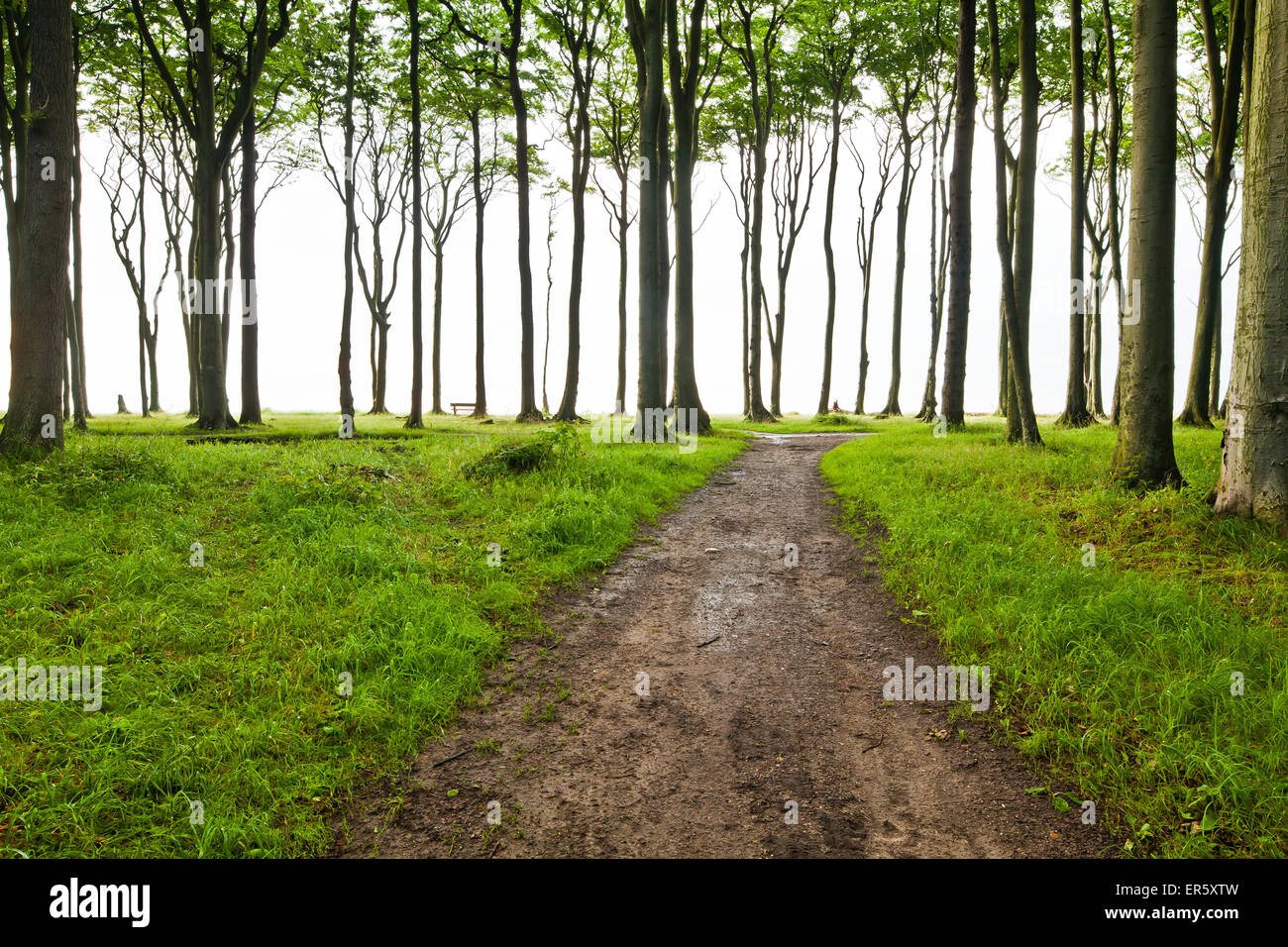 Ghost Forest, Gespensterwald, Baltic Sea, Nienhagen, Mecklenburg-Vorpommern, Germany Stock Photo