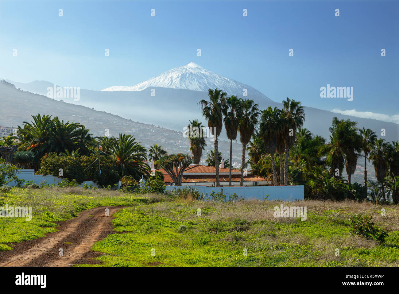 view from El Sauzal to Teide, 3718m, with snow, the island´s landmark, highest point in Spain, palm tree, volcanic mountain, Ten Stock Photo
