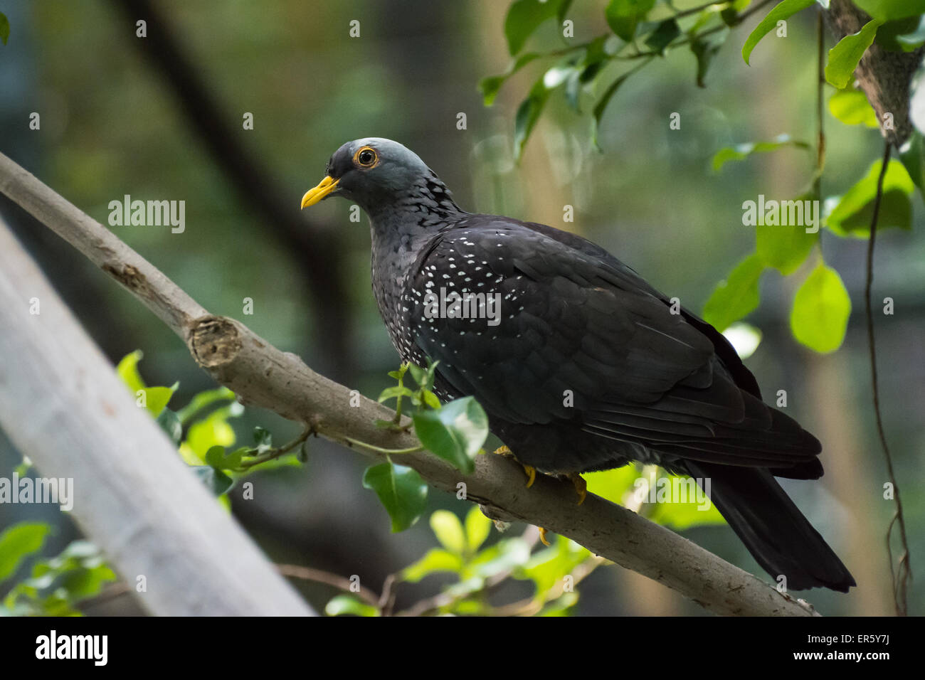 African olive-pigeon sitting in a tree Stock Photo