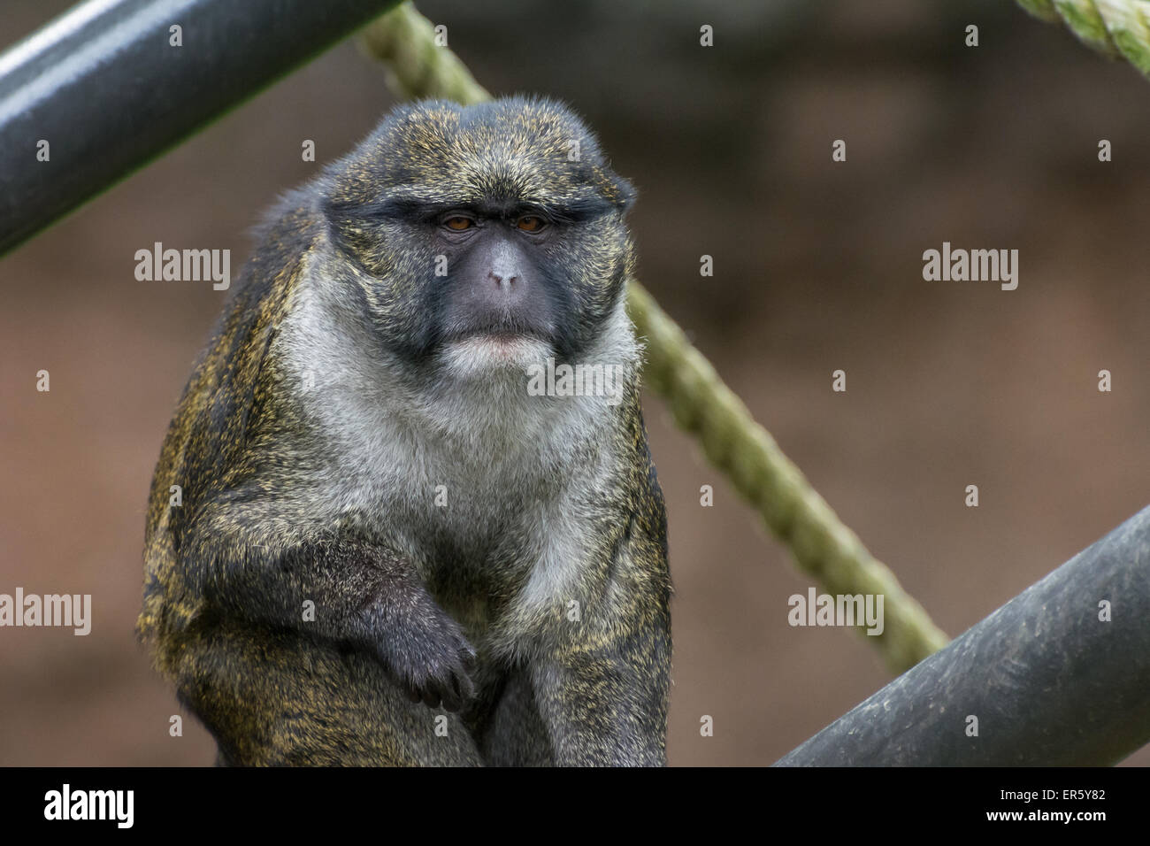 Allen's swamp monkey sitting unhappily at the San Diego Zoo, San Diego
