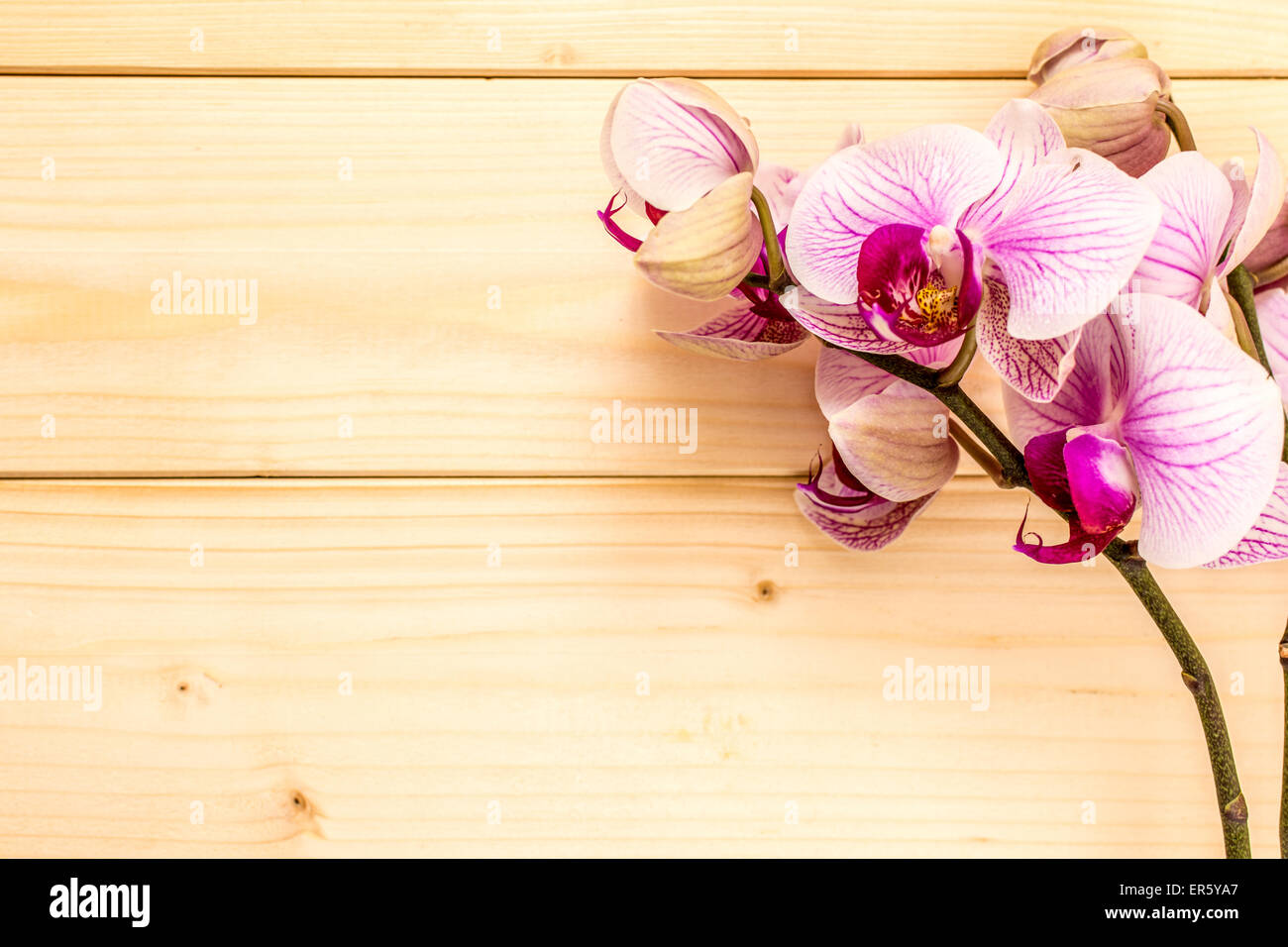 Beuty violet orchid on wood background photography Stock Photo