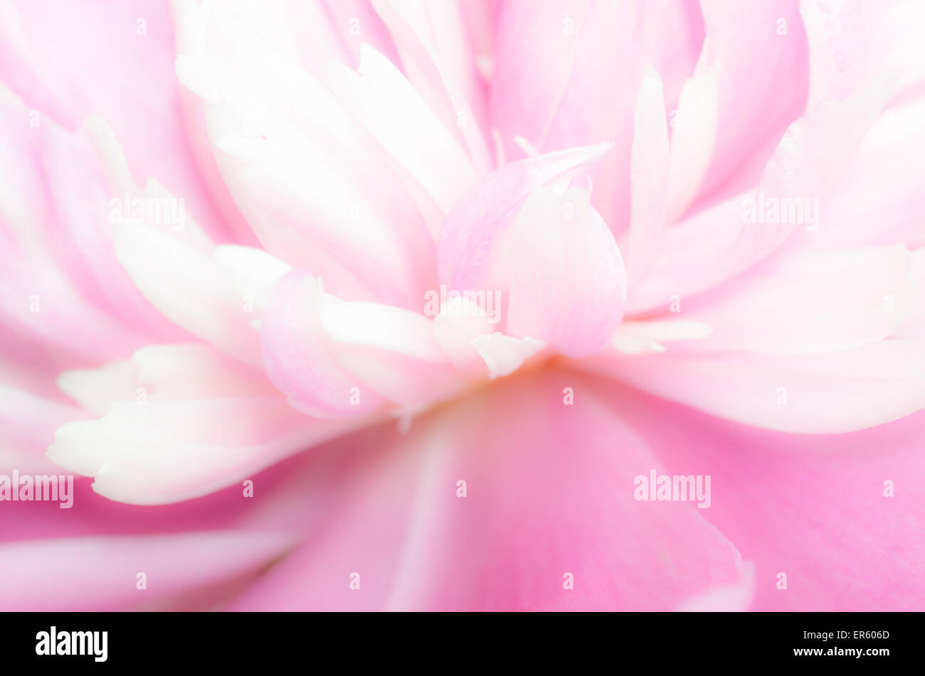 pink peony flower petals macro Stock Photo - Alamy
