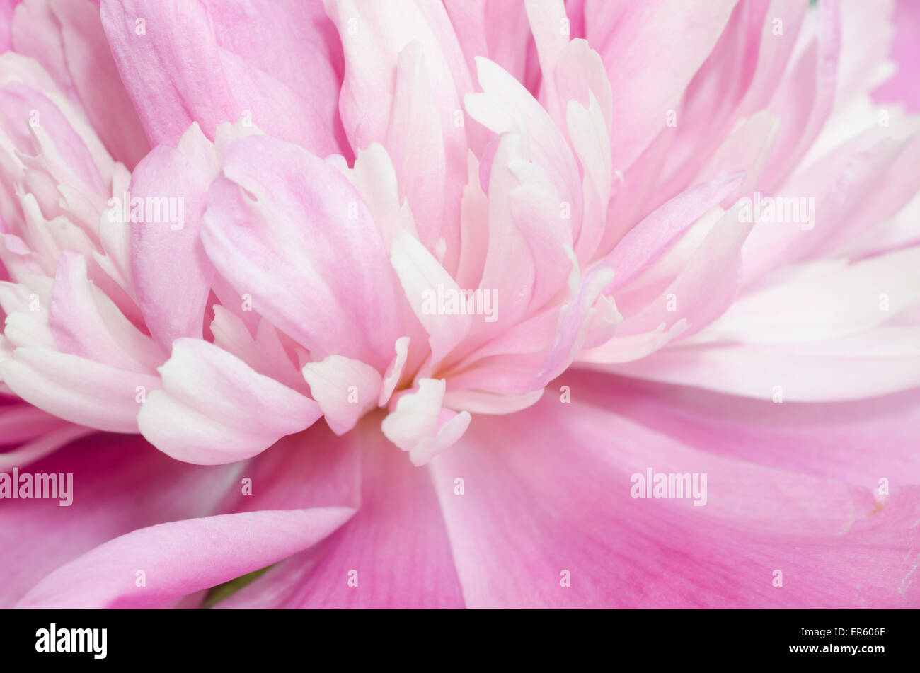 pink peony flower petals macro Stock Photo - Alamy