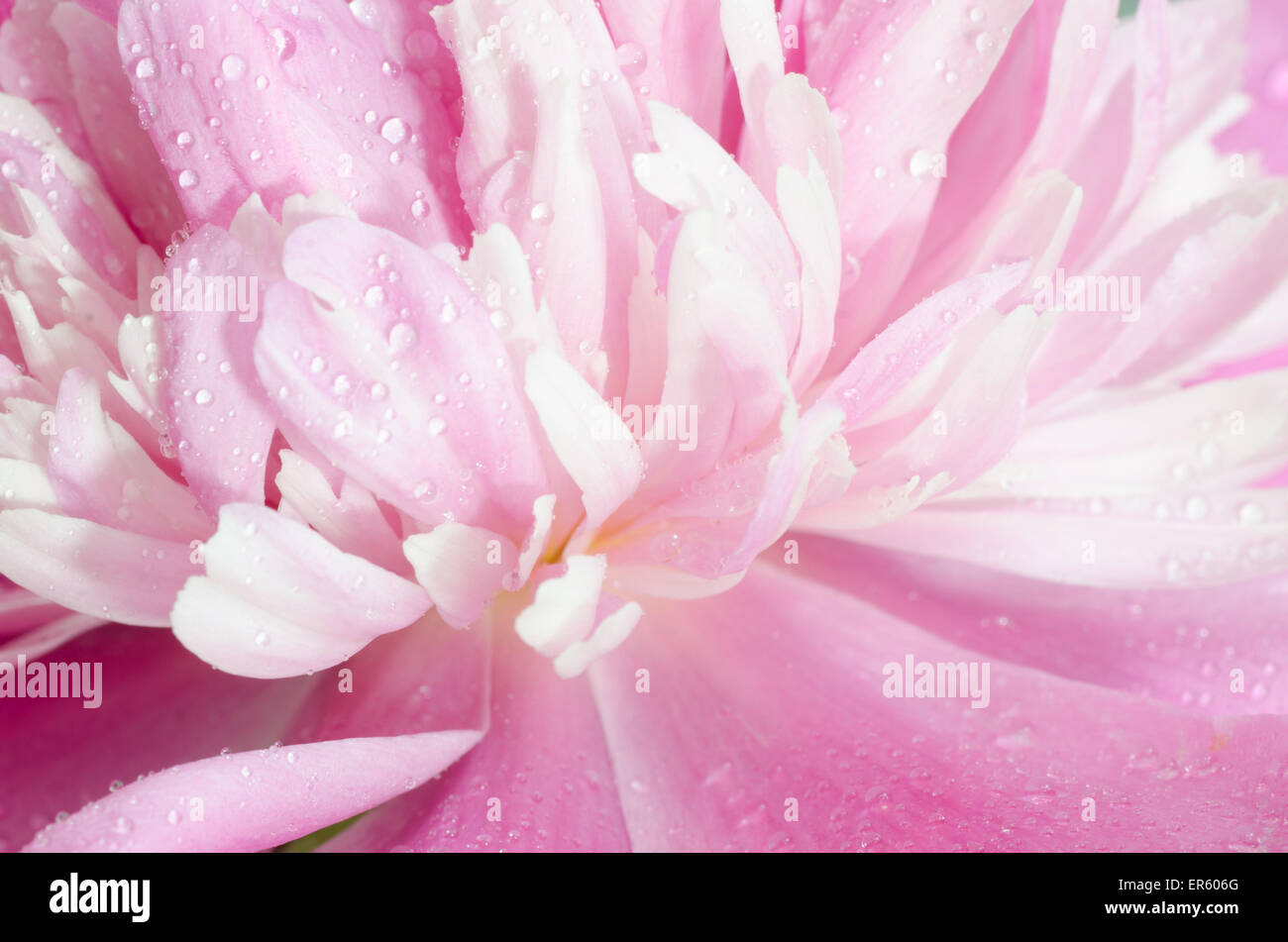 pink peony flower petals macro Stock Photo - Alamy