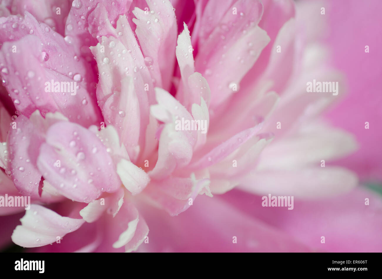 pink peony flower petals macro Stock Photo - Alamy
