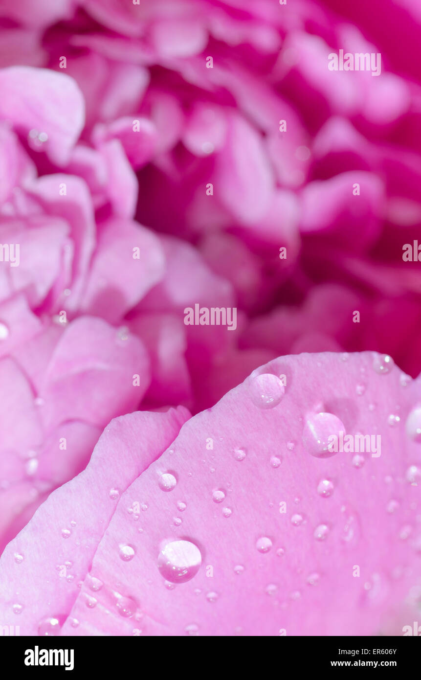 pink peony flower petals macro Stock Photo - Alamy