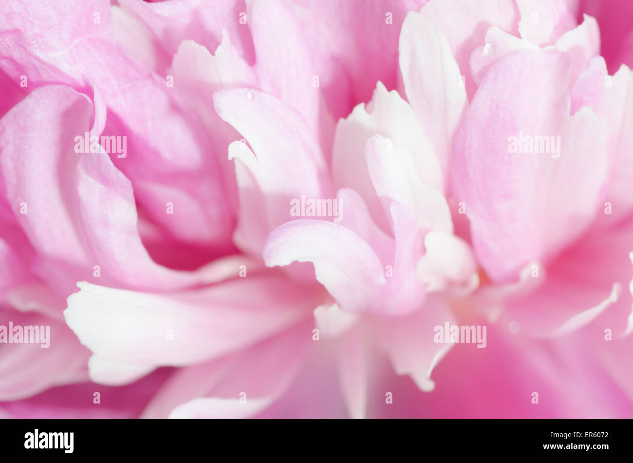 pink peony flower petals macro Stock Photo - Alamy