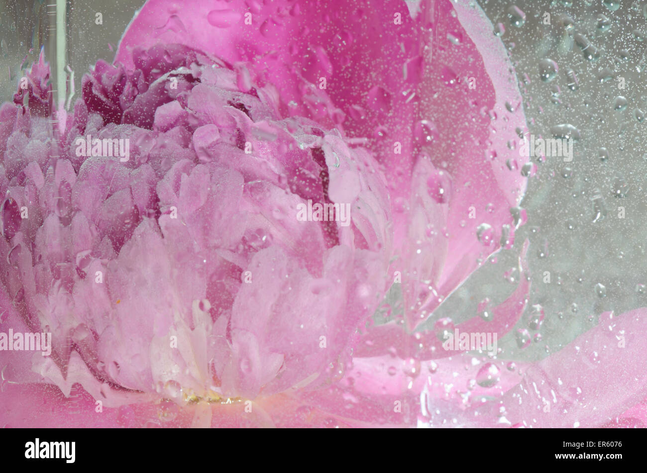 pink peony flower petals macro Stock Photo - Alamy