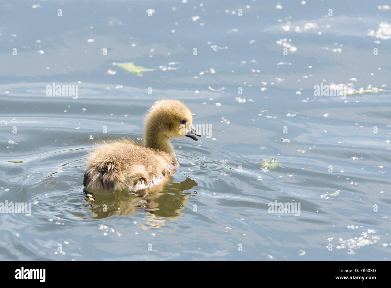 Canada Goose gosling quacking whilst swimming Stock Photo Alamy