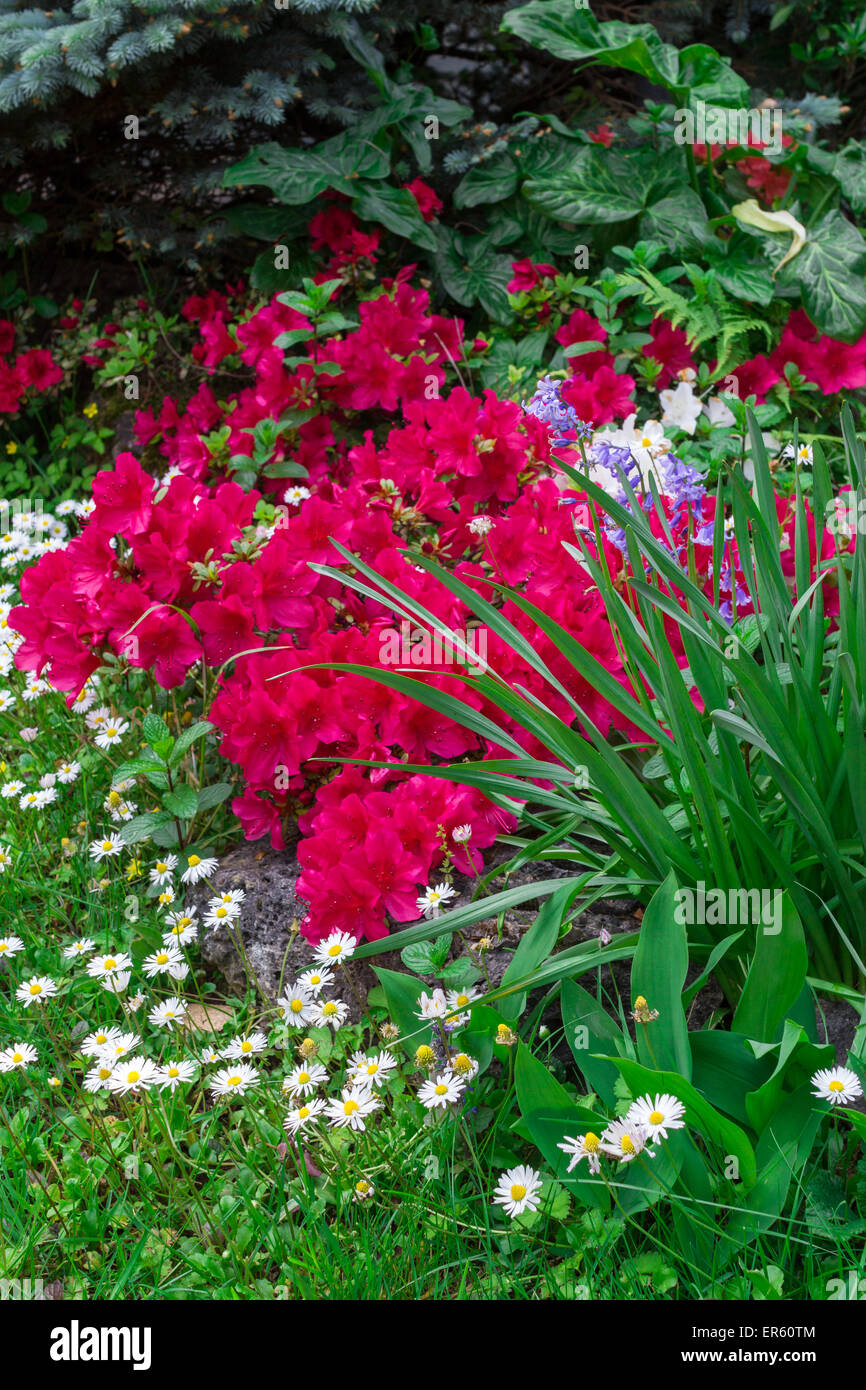 A beautiful corner of a flowery garden, in the spring. Stock Photo