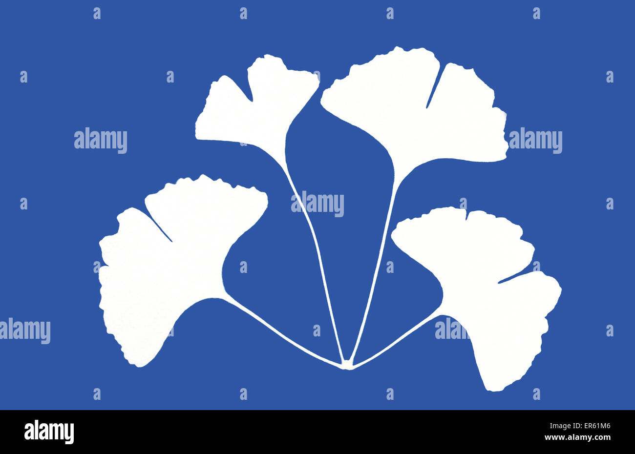 Cyanotype blueprint of maidenhair tree leaves, Ginkgo biloba, made in 1995. Gives a white negative image on blue background Stock Photo