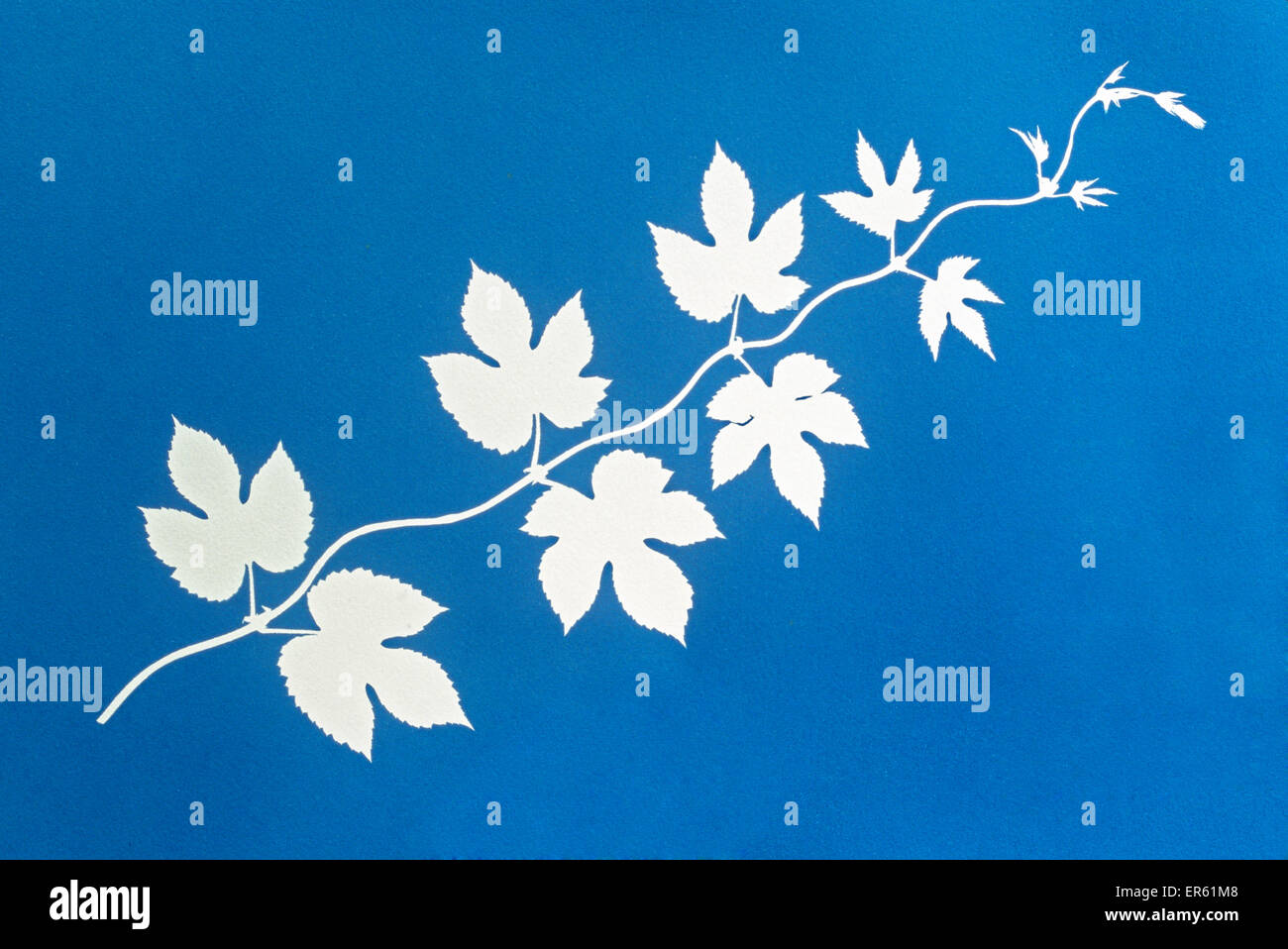 Cyanotype blueprint of golden hop leaves. Gives white negative image on a blue background Process invented by Sir John Herschel Stock Photo