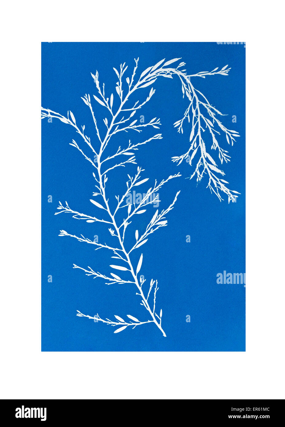 Cyanotype blueprint of seaweed Gives a white negative image on a blue background Process invented by Sir John Herschel Stock Photo
