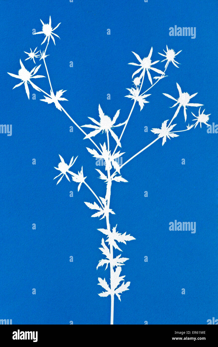 Cyanotype (blueprint) Eryngium flower gives white negative image on blue background Process invented by Sir John Herschel Stock Photo