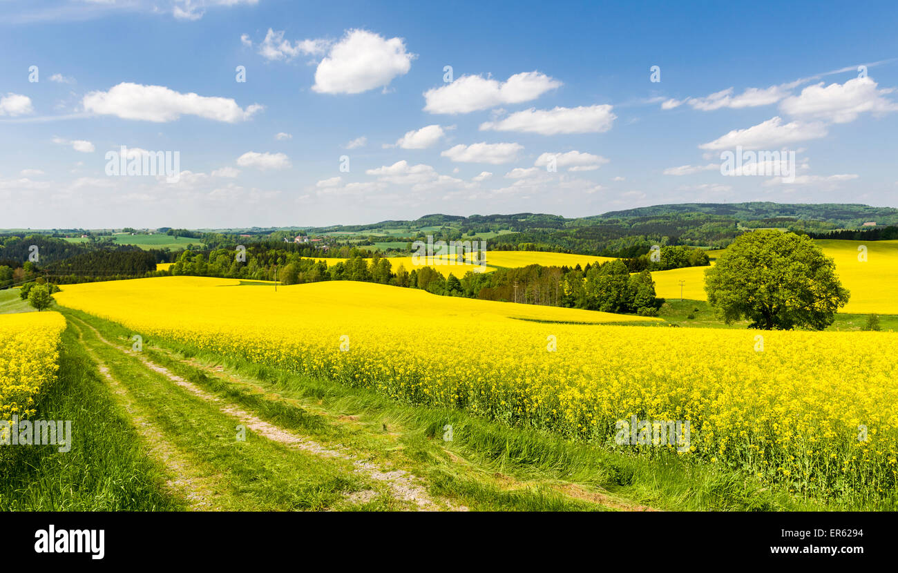 Field of blooming Rapeseed (Brassica napus), agricultural landscape