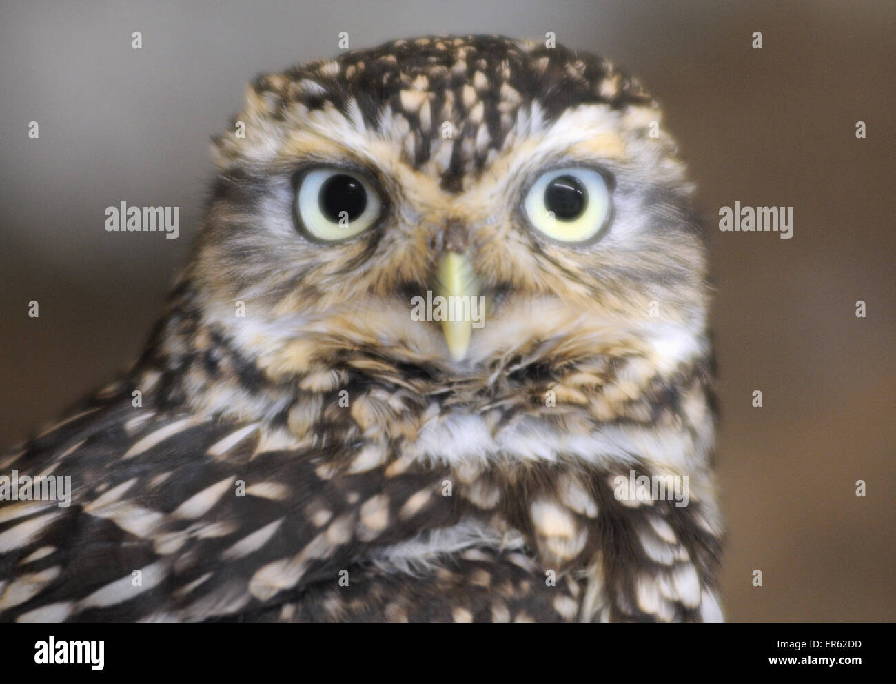 Burrowing Owl, Athene cunicularia Stock Photo Alamy