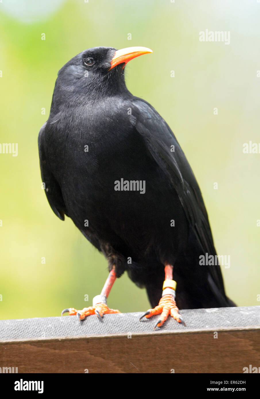 A Chough, Pyrrhocorax pyrrhocorax. Stock Photo