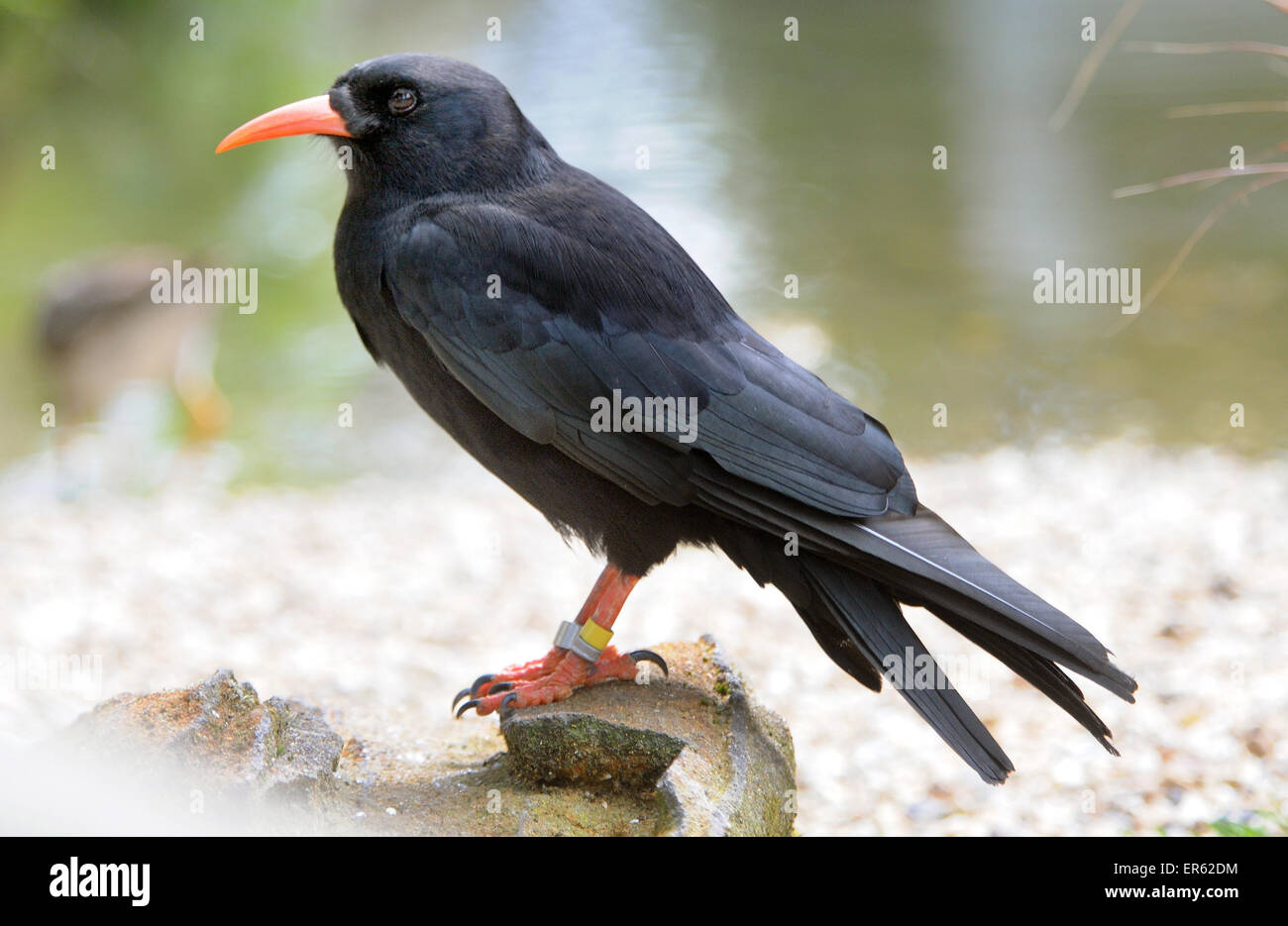 A Chough, Pyrrhocorax pyrrhocorax. Stock Photo