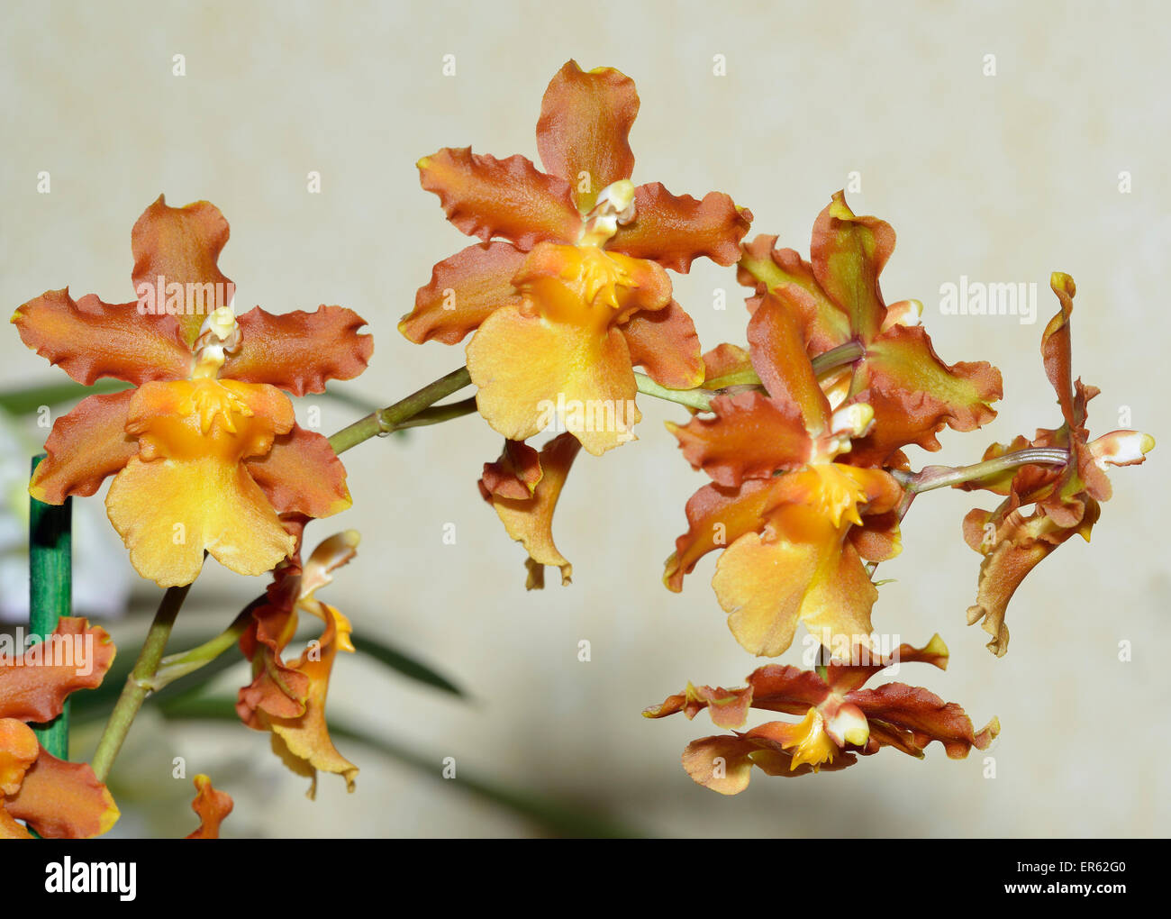 Oncostele Catatante Orchid Hybrid of Oncidium sphacetante × Oncidium fuscatum × Rhynchostele uroskinneri Stock Photo