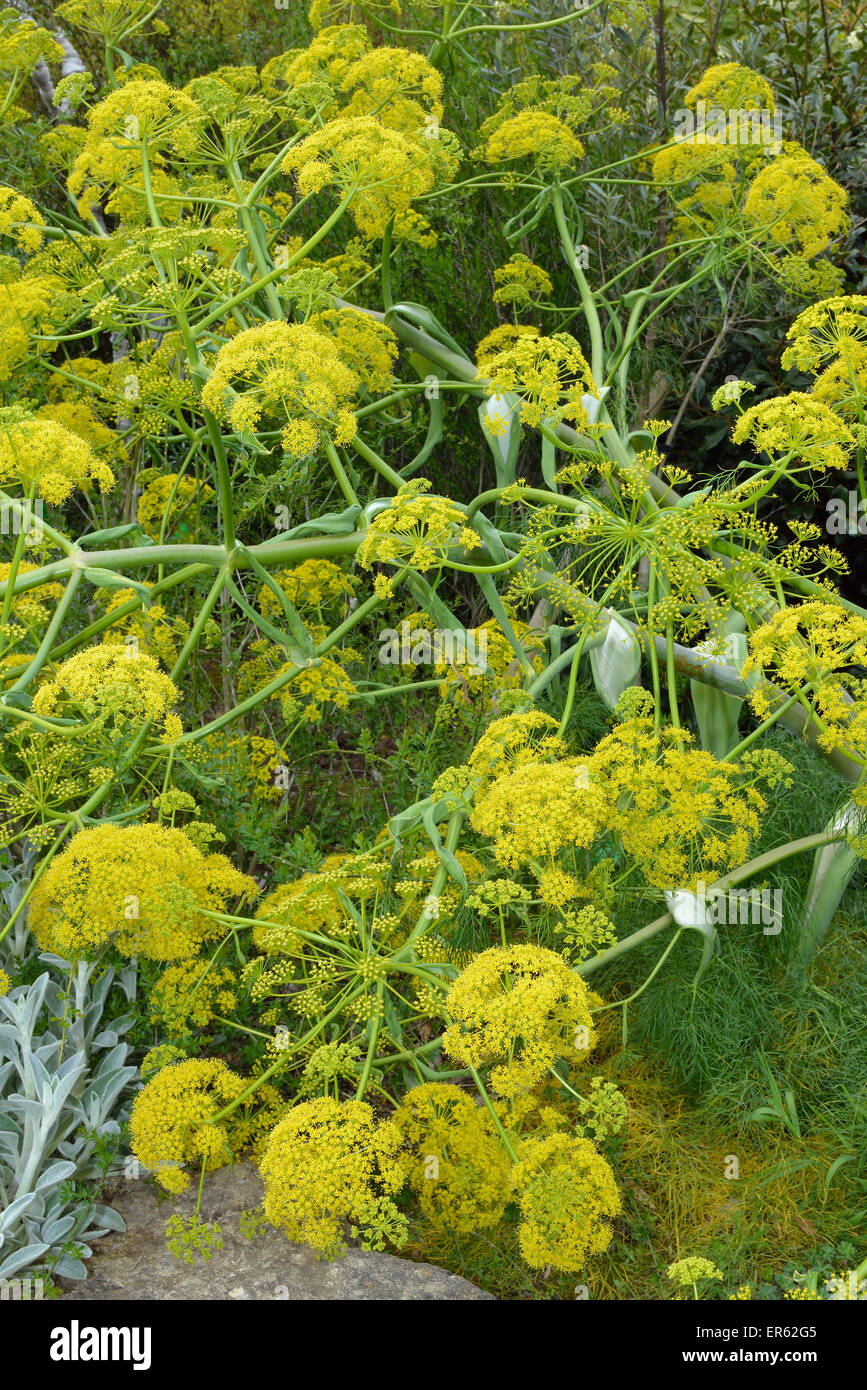 Giant Fennel Ferula communis Yellow Umbellifer from the Mediterranean