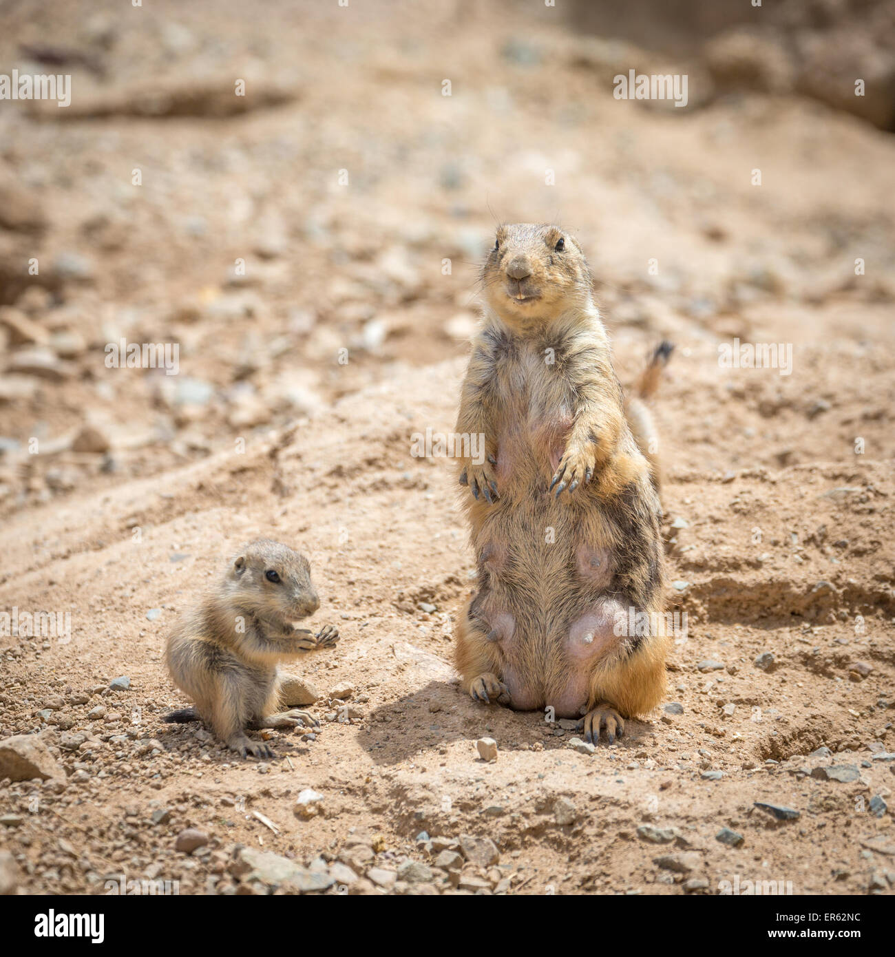 Black-tailed Prairie Dog (Cynomys ludovicianus) with pup, captive, Sonora Desert Museum, Tucson, Arizona, USA Stock Photo