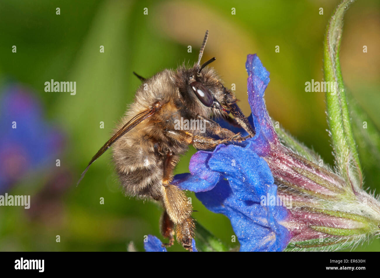 Hairy-Footed Flower Bee (Anthophora plumipes), male foraging for nectar on Purple Gromwell (Buglossoides purpurocaerulea) Stock Photo