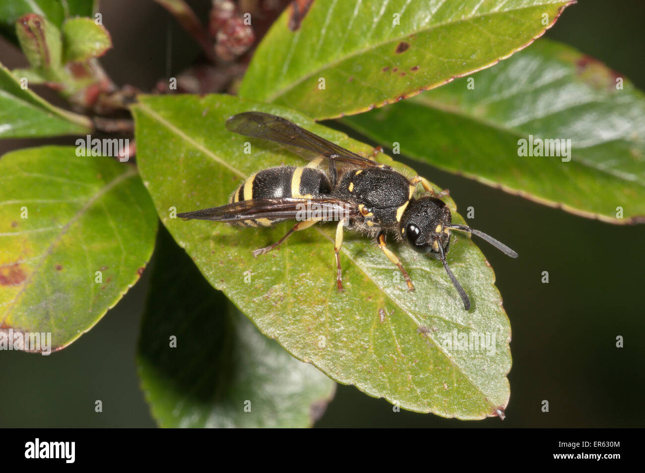 Potter Wasp (Ancistrocerus nigricornis), Baden-Württemberg, Germany Stock Photo