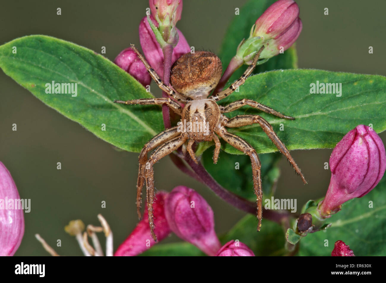 Crab spider (Xysticus lanio), female lurking on Honeysuckle flowers (Lonicera sp.), Baden-Württemberg, Germany Stock Photo