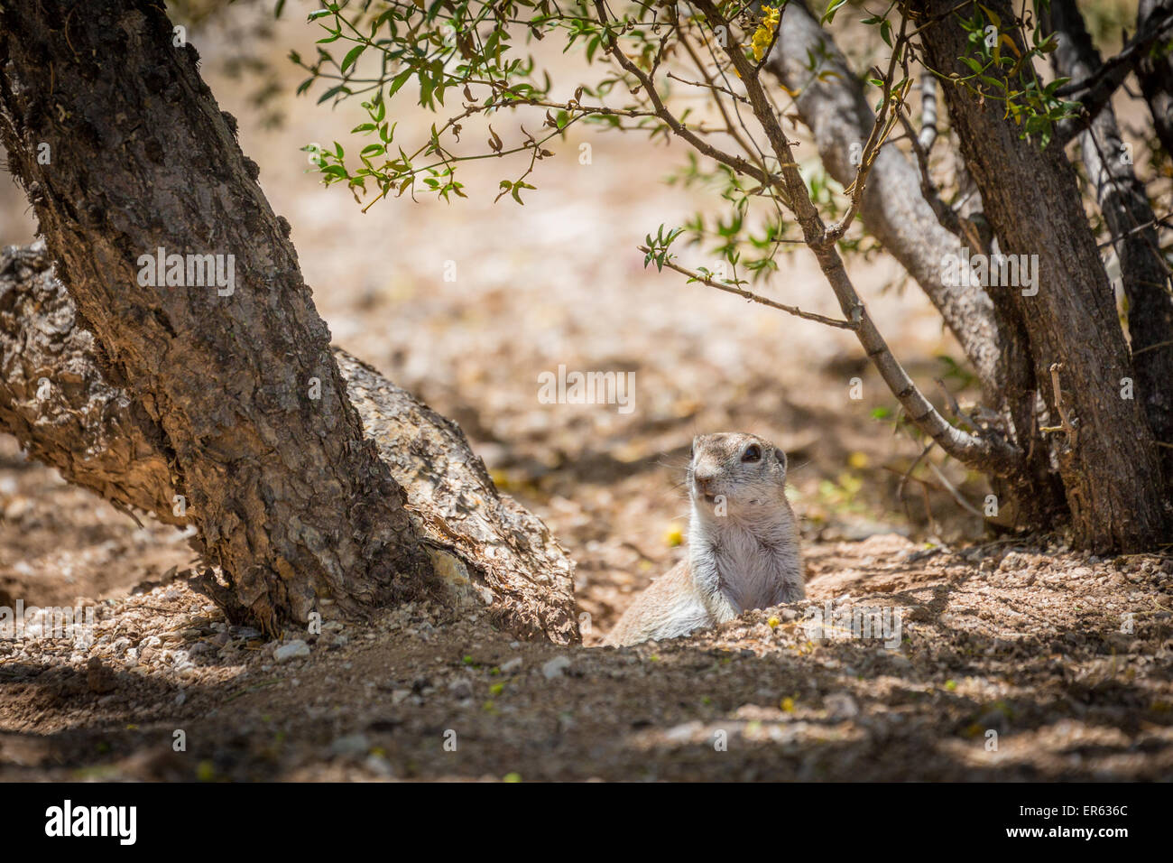 Ground Squirrel (Xerina sp.) peeping out from hole in the ground, Arizona, USA Stock Photo