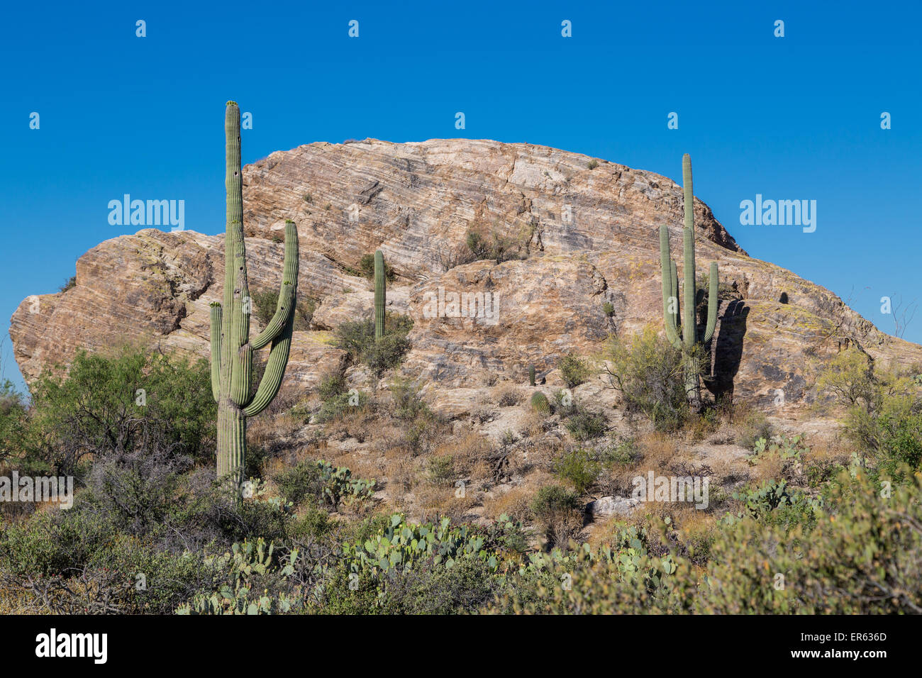 Saguaro cactuses (Carnegiea gigantea) on a large rock, Sonoran Desert, Tucson, Arizona, USA Stock Photo