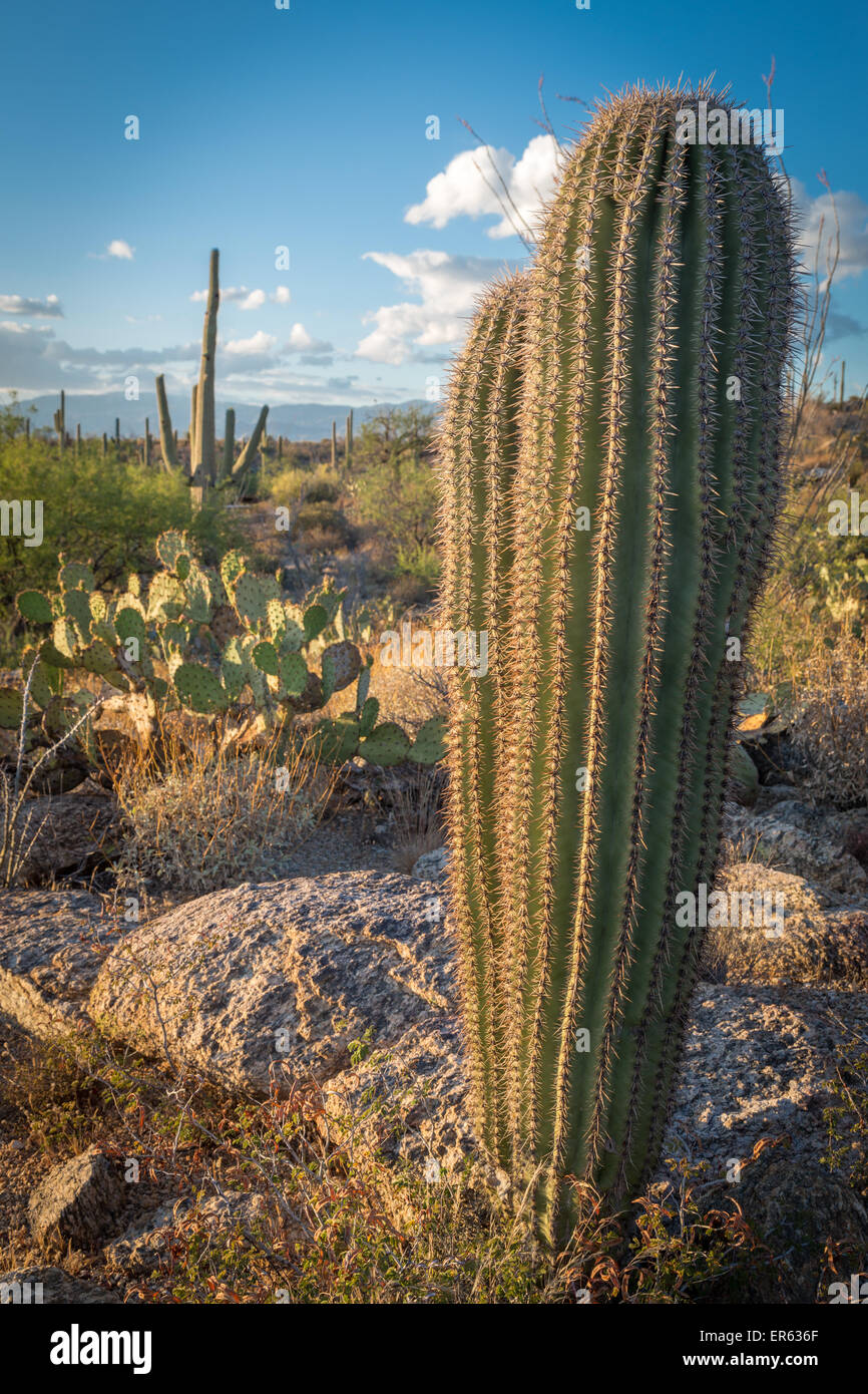 Cactus landscape with young Saguaro cactuses (Carnegiea gigantea) and Engelmann's Prickly Pear Cactus (Opuntia engelmannii) Stock Photo