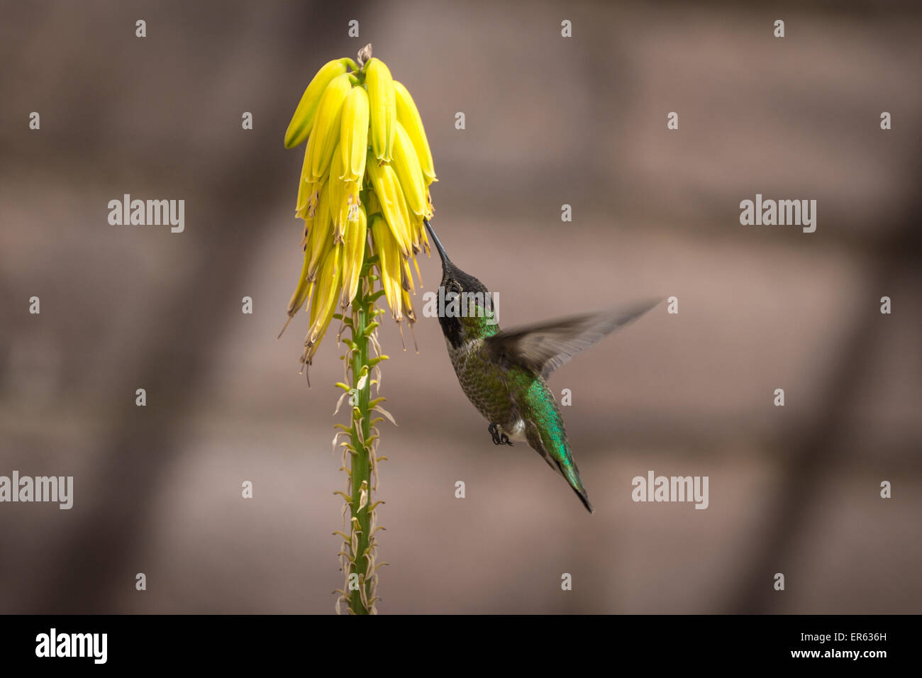 Green hummingbird (Trochilida) in flight, sucking nectar, on a yellow flower, Arizona, USA Stock Photo