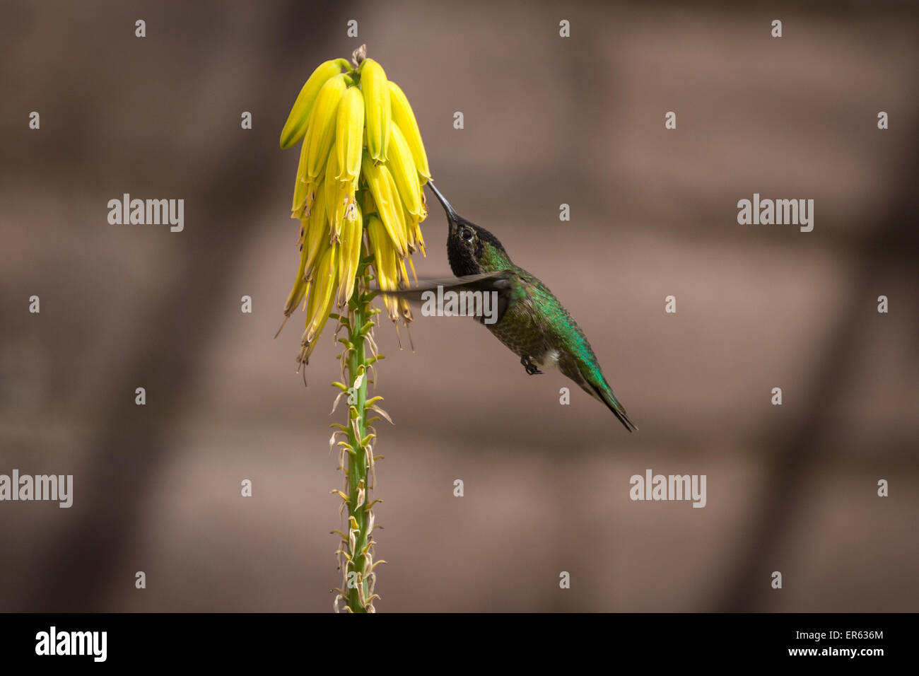 Green hummingbird (Trochilida) in flight, sucking nectar, on a yellow flower, Arizona, USA Stock Photo