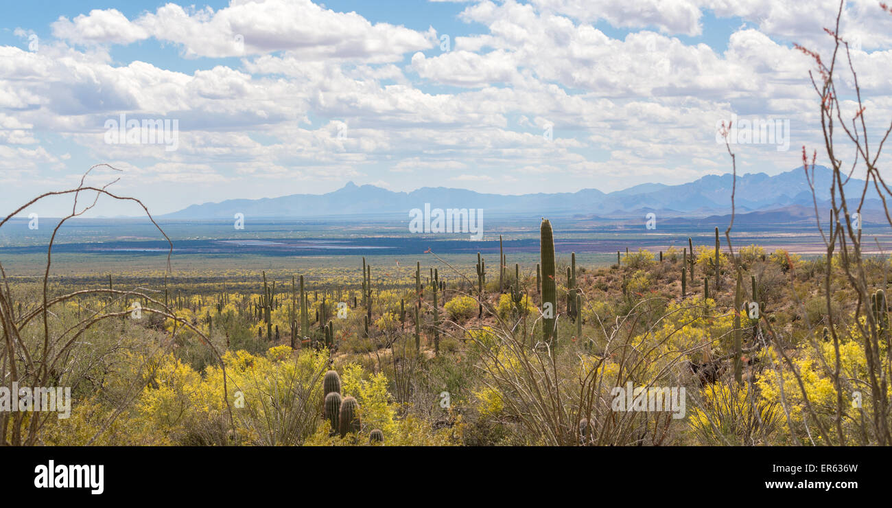 Landscape with Saguaro cactuses (Carnegiea gigantea), mountains behind, Sonoran desert, Tucson, Arizona, USA Stock Photo