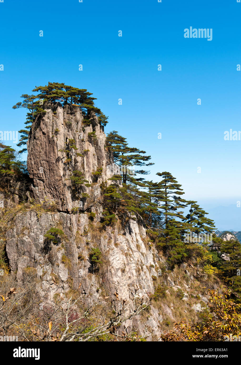 Bizarre towering rock overgrown with Huangshan pines (Pinus hwangshanensis), Mount Huangshan, Mount Huangshan, Anhui Province Stock Photo