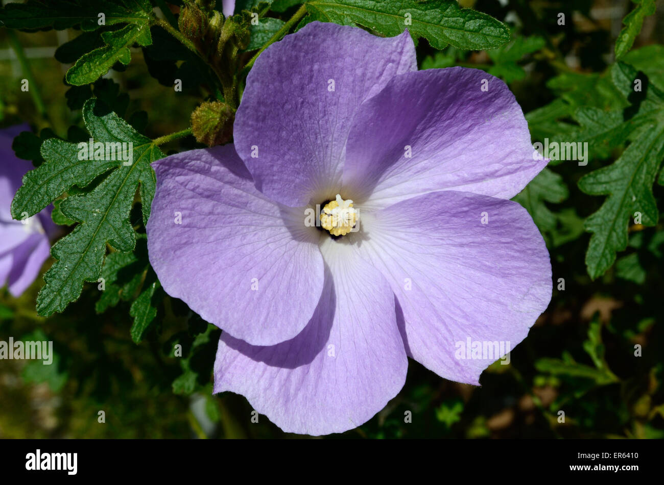Close Up Of Blue Lilac Hibiscus Flower Hibiscus Flower Malvaceae Stock Photo Alamy