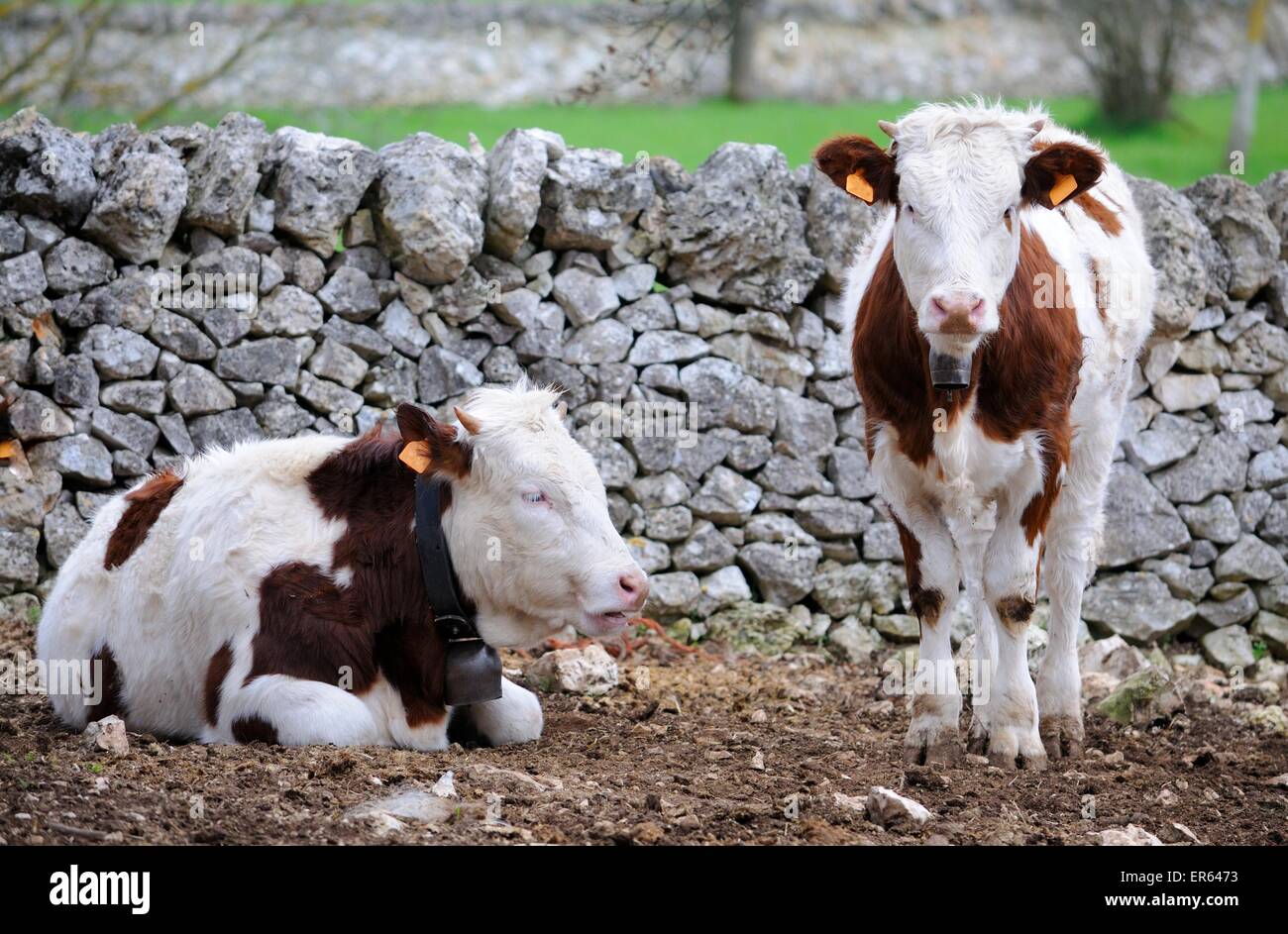 calves cow in rearing livestock of farm apulia Stock Photo Alamy