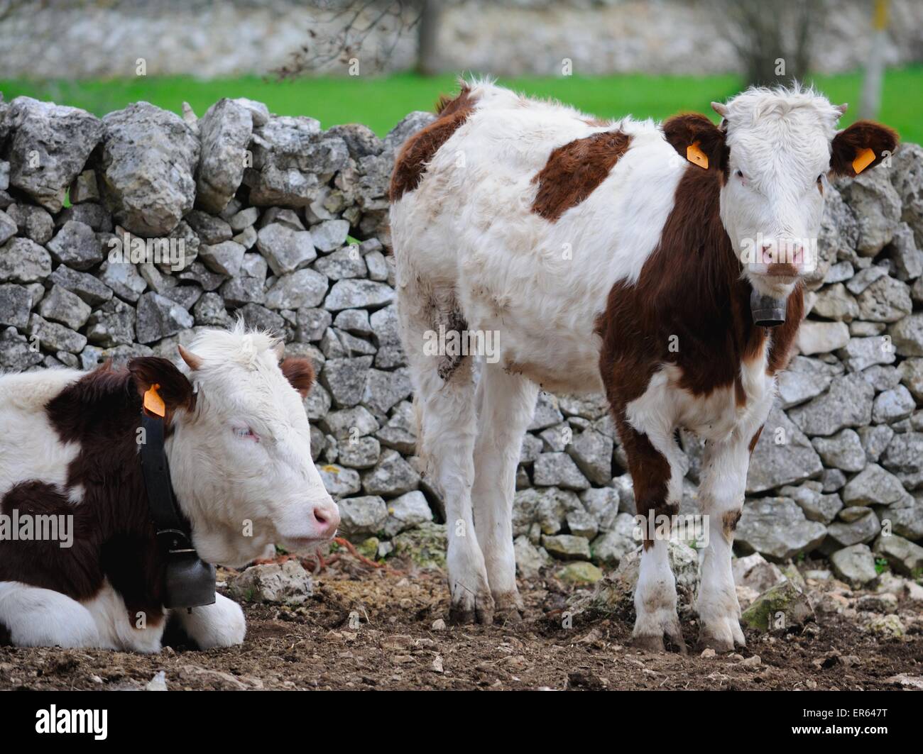 calves cow in rearing livestock of farm apulia Stock Photo Alamy