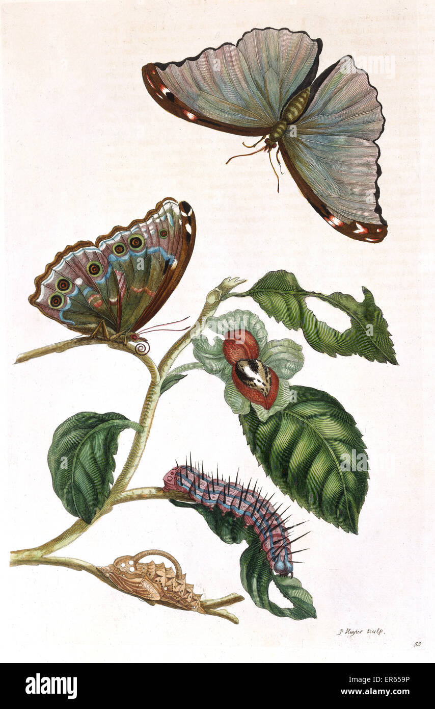 Butterfly illustration by Maria Sibylla Merian (1647-1717), German-born naturalist and scientific illustrator, engraved by P Sluyter, from a visit to Suriname, South America, folio volume with colour plates. 1719 Stock Photo