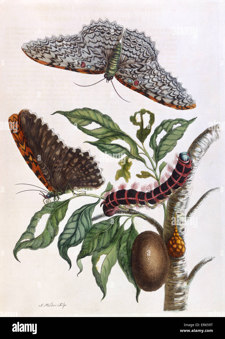 Butterfly illustration by Maria Sibylla Merian Stock Photo Alamy