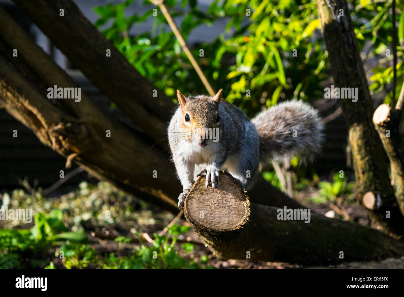 A squirrel in Pavilion Gardens Brighton Stock Photo