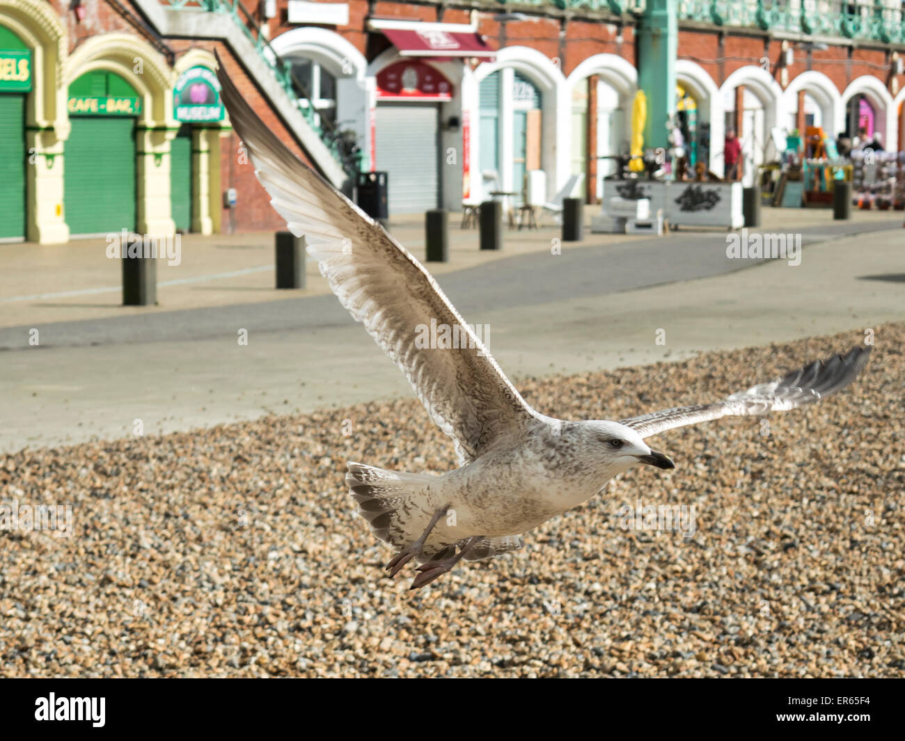 Seagull flying over Brighton Beach Stock Photo