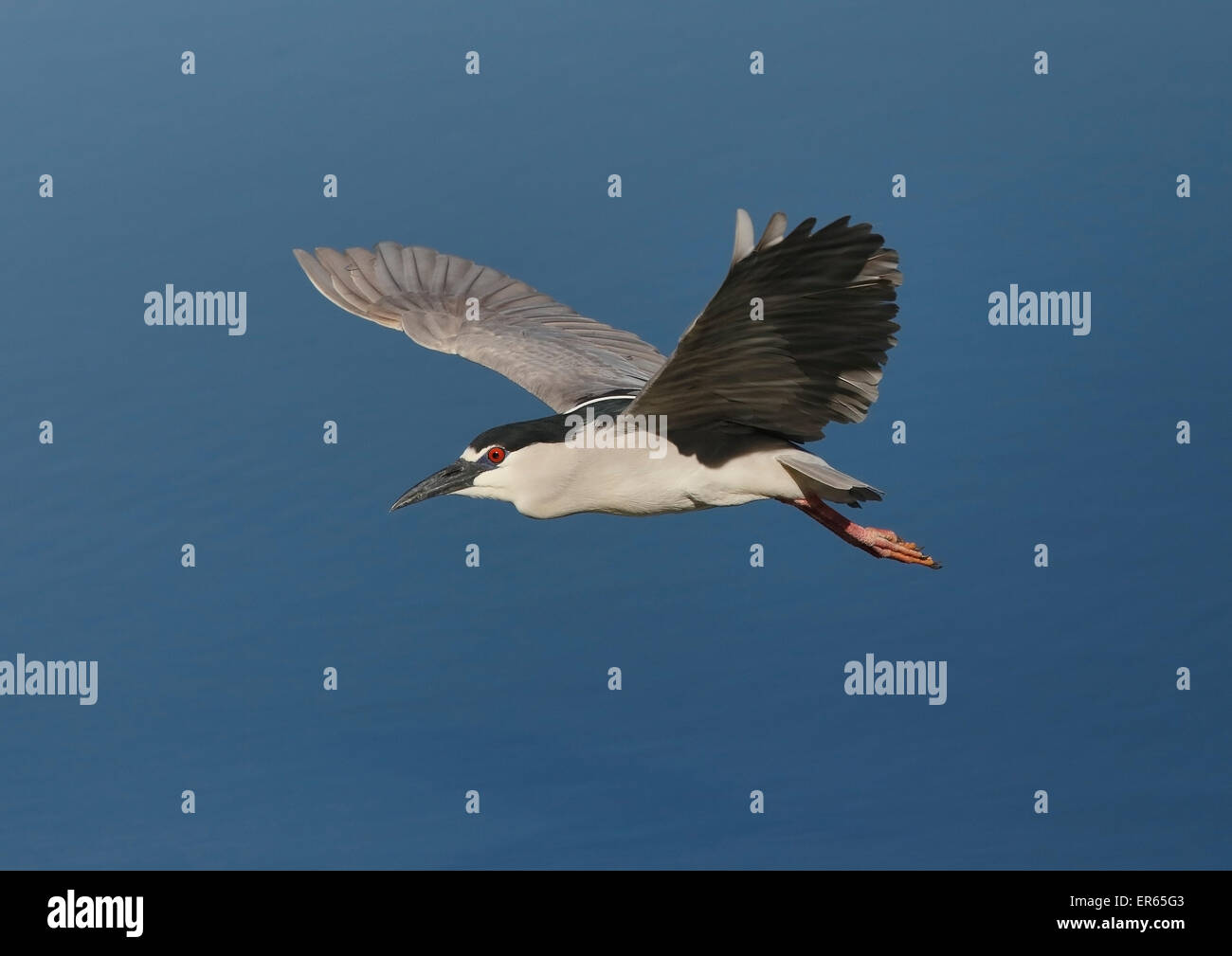 Black crowned Night Heron (Nycticorax nycticorax) in flight Stock Photo