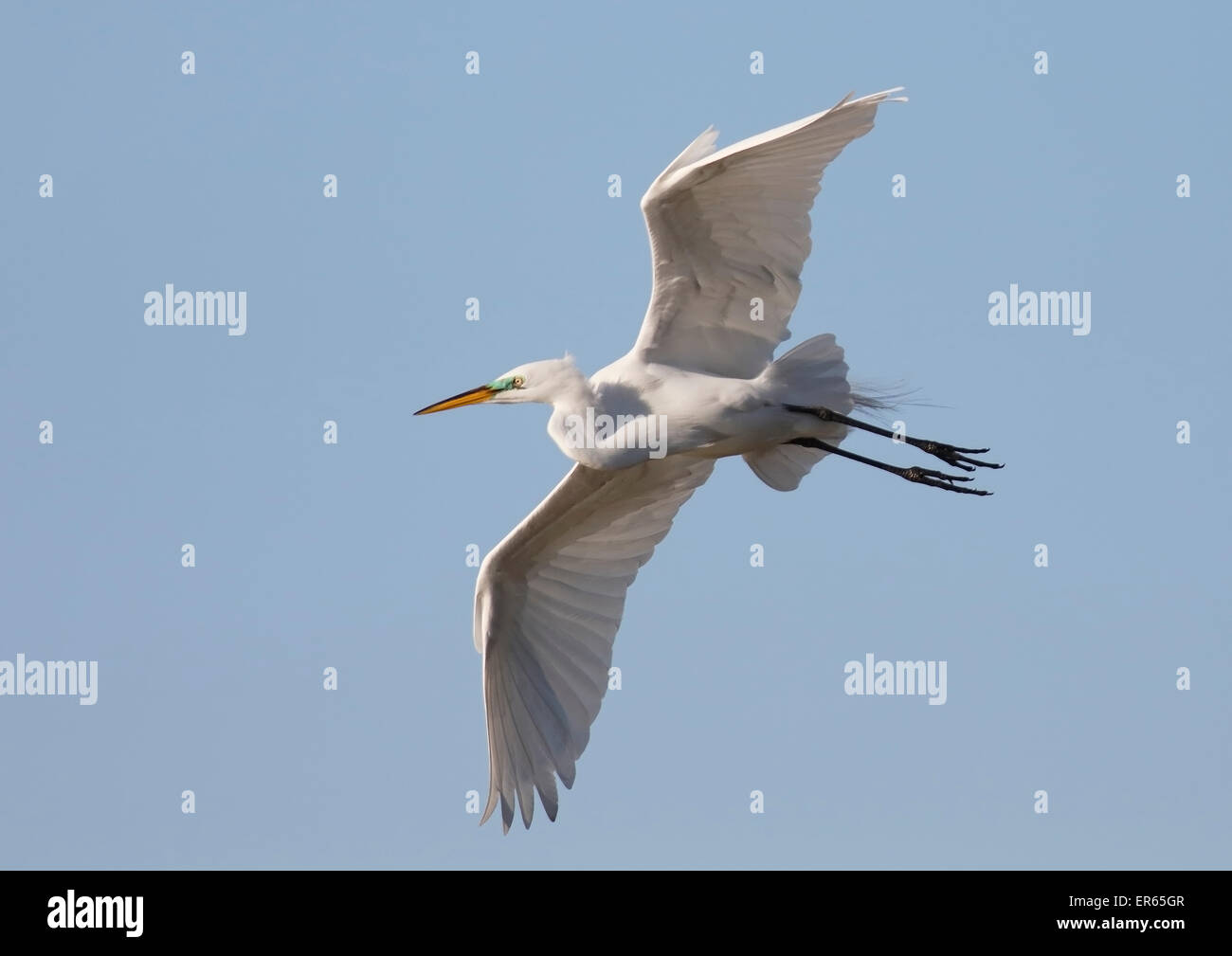 Great Egret (Egretta alba) in flight Stock Photo